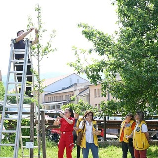 Sassello, un Ginkgo Biloba per non dimenticare: al Museo Perrando un messaggio di comunità e memoria