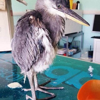 Cosseria, un airone cenerino recuperato dai volontari della Protezione Animali savonese