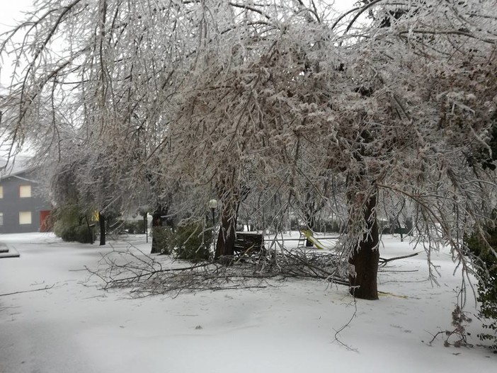 Alberi pericolanti a bordo strada, il sindaco di Bardineto ordina la messa in sicurezza Alberi pericolanti a bordo strada, il sindaco di Bardineto ordina la messa in sicurezza