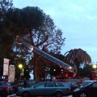 Savona, albero pericolante vicino alla piscina Zanelli: intervento dei vigili del fuoco