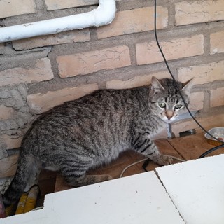 Gattini protagonisti dell'avvio di settimana di Accademia Kronos nel ponente ligure