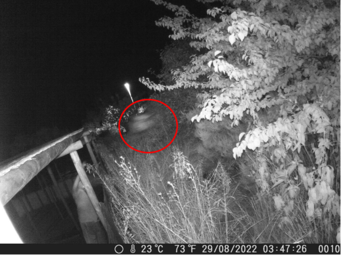 Una delle fotografie che ritrae il responsabile dell’abbandono, mentre lancia un sacco di spazzatura nel terreno oggetto di esposto Una delle fotografie che ritrae il responsabile dell’abbandono, mentre lancia un sacco di spazzatura nel terreno oggetto di esposto