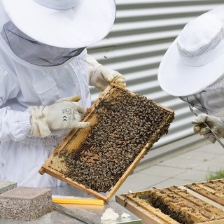 Regione, 76 mila euro per sostenere l'apicoltura