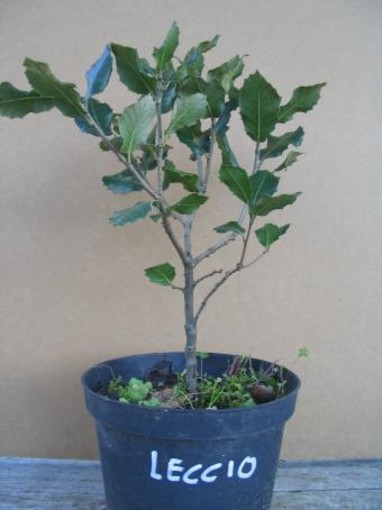 Varazze oggi celebra la festa dell'albero: messe a dimora alcune piante di leccio