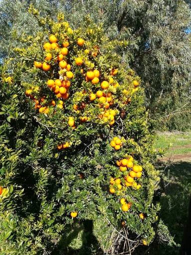 Citrus, arriva al “succo”: oggi al via il Comitato di Pilotaggio di Mare di Agrumi e domani si inaugura il Giardino permanente degli agrumi sul Priamar Citrus, arriva al “succo”: oggi al via il Comitato di Pilotaggio di Mare di Agrumi e domani si inaugura il Giardino permanente degli agrumi sul Priamar