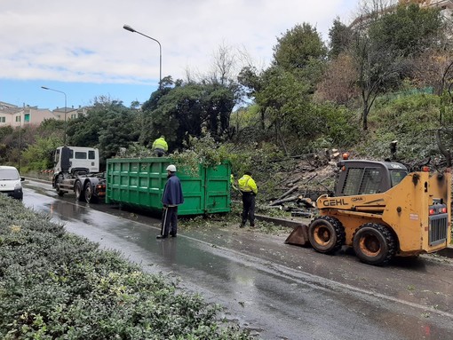 Savona, albero crolla in via Stalingrado: disagi al traffico (FOTO e VIDEO)