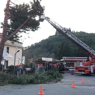 Albero pericolante nei pressi del distributore Total Erg ad Albisola: intervento dei vigili del fuoco