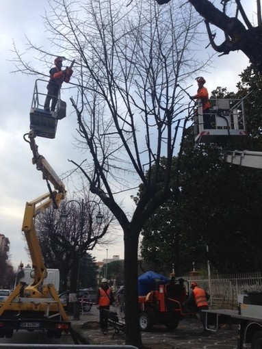 Albenga, al via la sostituzione dei tigli in viale Martiri