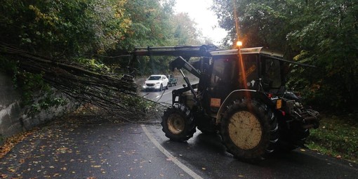 Maltempo: albero crolla sulla Provinciale 11 a Plodio