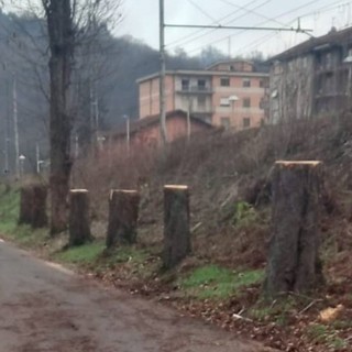Alberi tagliati a Ferrania, le opposizioni insorgono. Il sindaco Lambertini: "Erano malati, ripiantumeremo il viale"