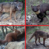 Le creature del Finalese protagoniste in video: venerdì sera la proiezione a Finalpia