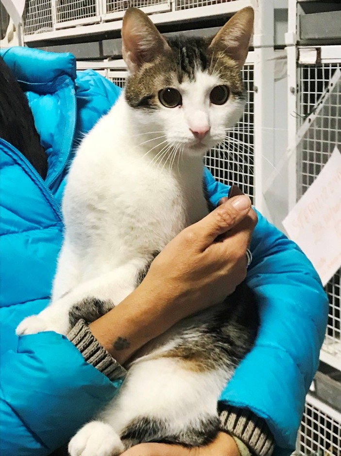 Abbandonato a Savona un giovane gatto cerca l'adozione del cuore