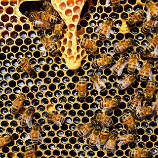 Savona, il Comune  firma il patto di collaborazione per salvare le api e contrastare la Vespa velutina