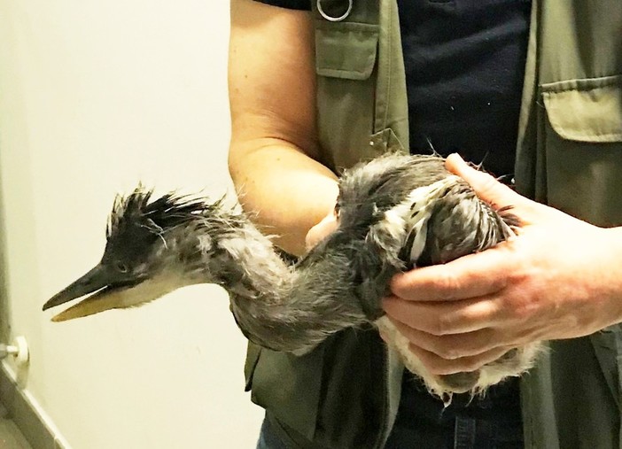 Savona, due aironi soccorsi dai volontari dell'ENPA Savona, due aironi soccorsi dai volontari dell'ENPA