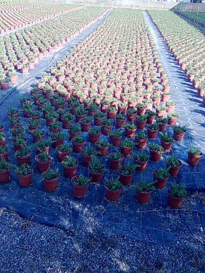 Savona: maltempo, Coldiretti "L'80 % dei comuni della Liguria è considerato a rischio per frane e alluvioni" Savona: maltempo, Coldiretti "L'80 % dei comuni della Liguria è considerato a rischio per frane e alluvioni"