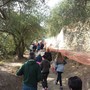 Andora, torna la Camminata fra gli Olivi Andora, torna la Camminata fra gli Olivi