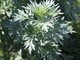 Pianta di artemisia