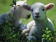 Pasqua: per carni di agnello e capretto scatta l’obbligo dell’etichetta d’origine Pasqua: per carni di agnello e capretto scatta l’obbligo dell’etichetta d’origine