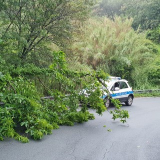Celle Ligure, crolla una pianta in via Sanda: sul posto la polizia locale