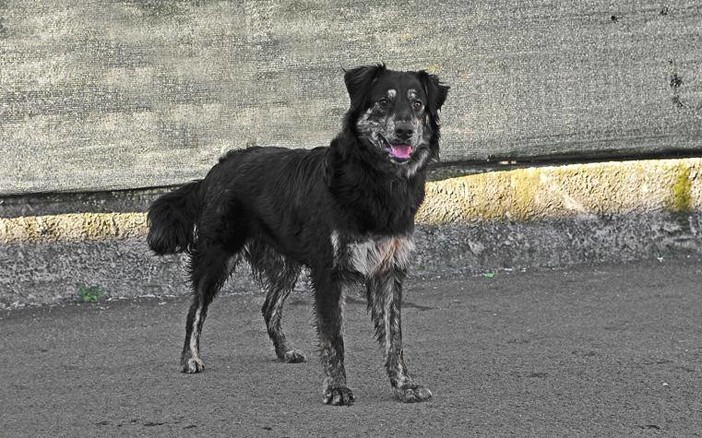 A Cosseria giro di vite sui cani liberi
