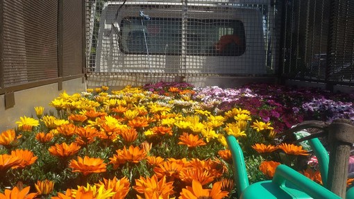 Cura del verde pubblico ad Albissola Marina. Una nuova ditta per la manutenzione