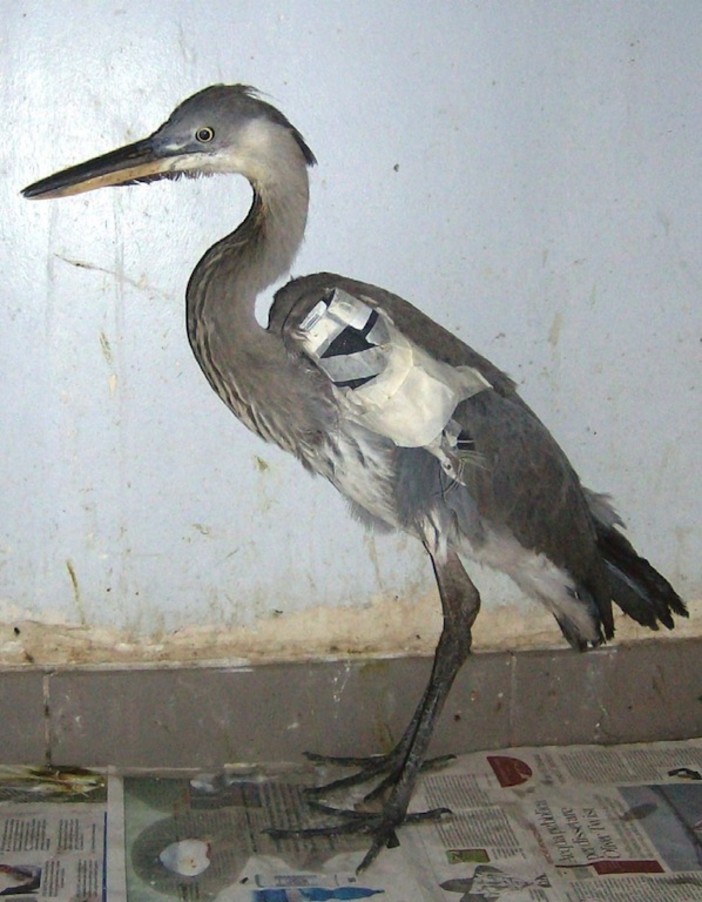 L'airone soccorso sul Bormida, tra Carcare e Cairo