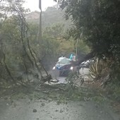 Crolla un albero sulla strada, disagi lungo la comunale per Olle