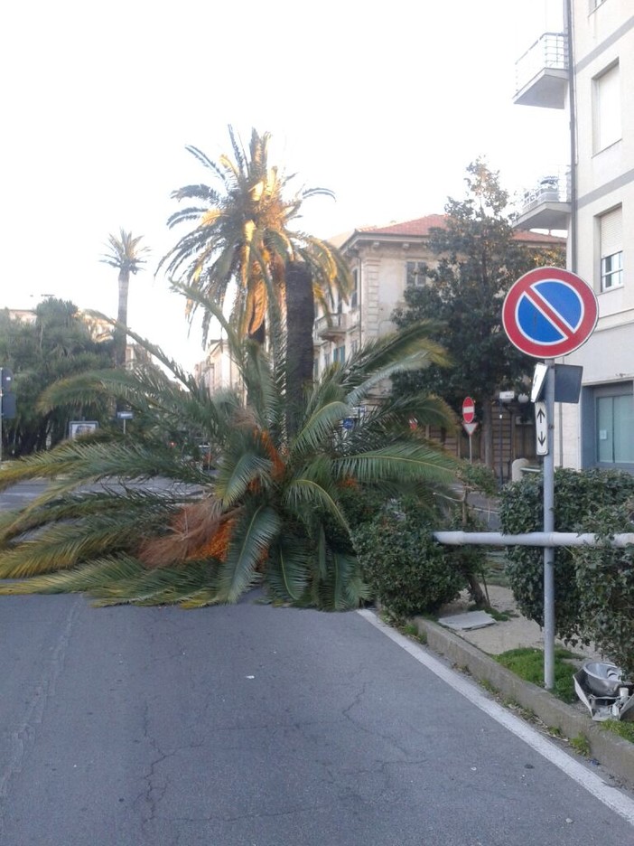 Albenga: l’appello del consigliere  Nucera “Le palme colpite dal punteruolo vengano abbattute”
