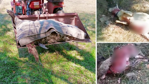 Ancora un attacco dei lupi a Ferrania, sbranate due pecore (FOTO) Ancora un attacco dei lupi a Ferrania, sbranate due pecore (FOTO)