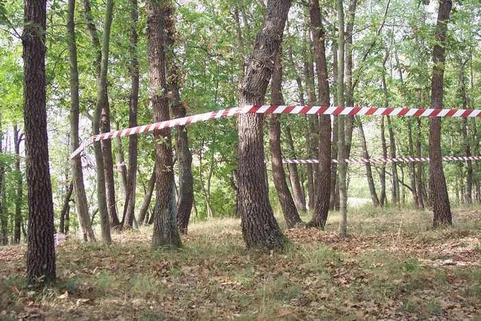 Land art in Val Bormida: "Un nastro lega i cerri nel bosco di San Giovanni" Land art in Val Bormida: "Un nastro lega i cerri nel bosco di San Giovanni"