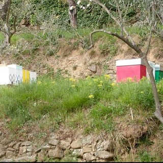 Savona, rubate 15 arnie nell'apiario di Marmorassi. I proprietari: &quot;Tutto è perduto&quot;
