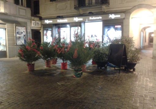 Cairo si prepara alle festività con i &quot;boschetti&quot; natalizi
