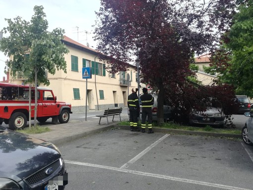 Albero si abbatte sulle auto a Leca d'Albenga Albero si abbatte sulle auto a Leca d'Albenga