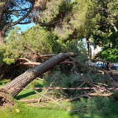 Cade un grosso pino marittimo ai giardini del Prolungamento: a due passi dall'area giochi dei bimbi a Savona (FOTO)