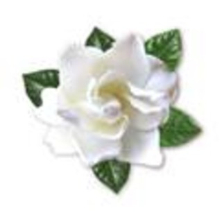 Sabato e domenica aiuta la ricerca sulla sclerosi multipla: compra la Gardenia dell'Aism