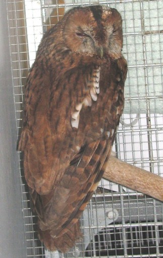 La denuncia dell'Enpa: "Soccorso allocco ferito a Dego"