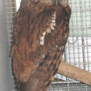 La denuncia dell'Enpa: "Soccorso allocco ferito a Dego"