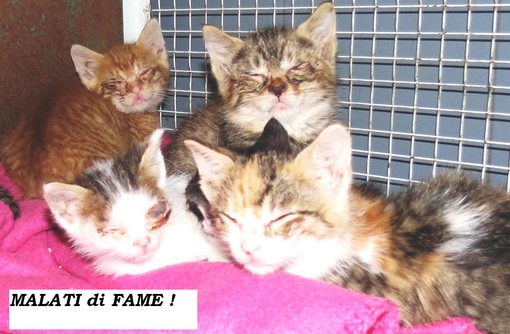 Savona: un regolamento per la salvaguardia dei gatti e delle colonie feline in Consiglio