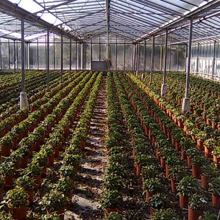 Coldiretti: ad Albenga oggi è in scena l'innovazione in floricoltura