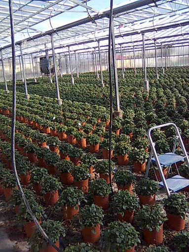 Albenga: a metà marzo sarà presentato un nuovo progetto idrico per l'agricoltura Albenga: a metà marzo sarà presentato un nuovo progetto idrico per l'agricoltura