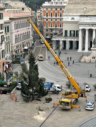 Genova, è arrivato l'albero di Natale in piazza De Ferrari, Toti: &quot;Faremo un evento in stile 'newyorkese'