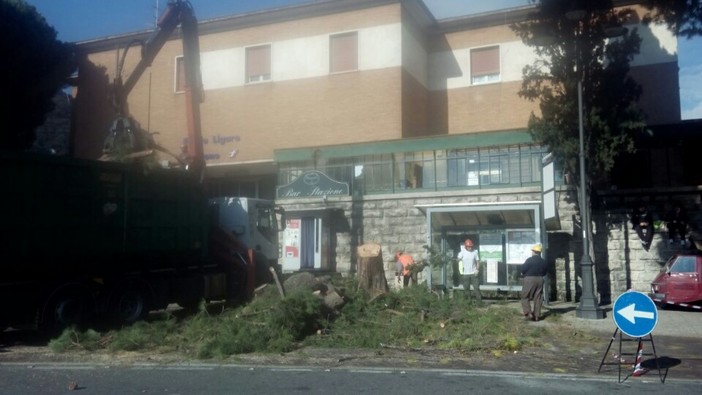 Finale Ligure, al via l'abbattimento dei pini marittimi davanti alla stazione Finale Ligure, al via l'abbattimento dei pini marittimi davanti alla stazione