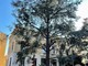 Vado, lo storico albero davanti al comune è malato, via all'abbattimento: verrà piantumato un cedro di 6 metri