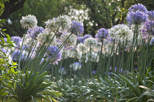 Alassio, a villa della Pergola tra i fiori dell'amore Alassio, a villa della Pergola tra i fiori dell'amore