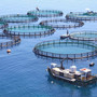 Pesca e acquacoltura, via libera al Bando per coprire gli extracosti delle imprese per tensioni in Medioriente Pesca e acquacoltura, via libera al Bando per coprire gli extracosti delle imprese per tensioni in Medioriente