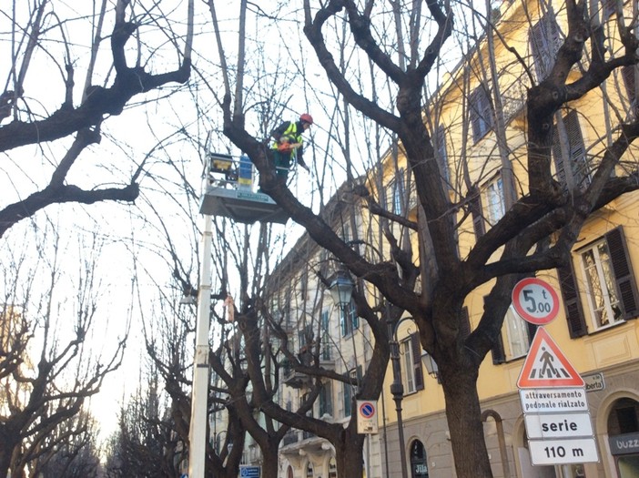 Il WWF Savona indice una Petizione on-line per una Legge Nazionale a Tutela degli Alberi delle nostre Città Il WWF Savona indice una Petizione on-line per una Legge Nazionale a Tutela degli Alberi delle nostre Città