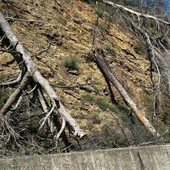 Alberature pericolanti sulla Sp 19: la Provincia chiede l’ordinanza urgente del Comune di Albenga Alberature pericolanti sulla Sp 19: la Provincia chiede l’ordinanza urgente del Comune di Albenga