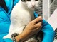 Abbandonato a Savona un giovane gatto cerca l'adozione del cuore