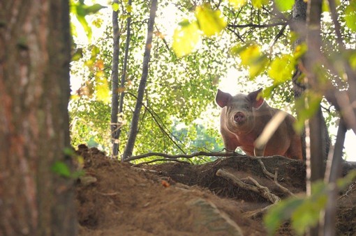 Zootecnia, dalla Regione Liguria 600mila euro per il benessere animale Zootecnia, dalla Regione Liguria 600mila euro per il benessere animale