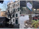 "Salviamo l'albero di Piazza Vacciuoli", una raccolta firme per evitare il taglio della pianta (FOTO)